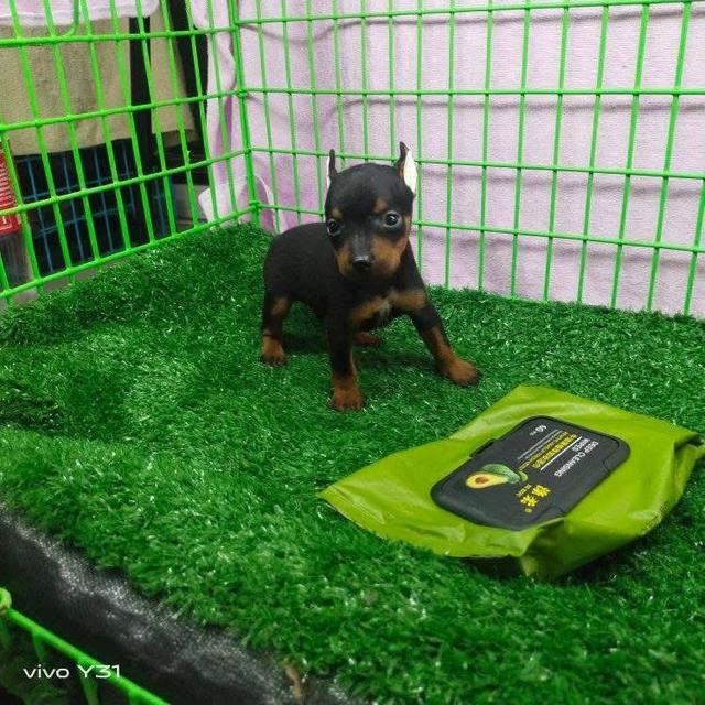 ลูกสุนัข Miniature Pinscher ตัวผู้ 4