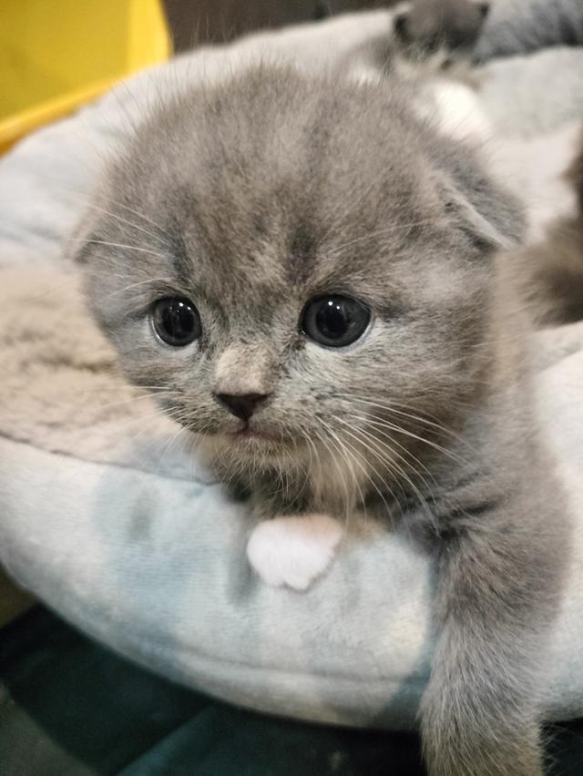 หาบ้านให้น้อง สก็อตติชโฟลด์