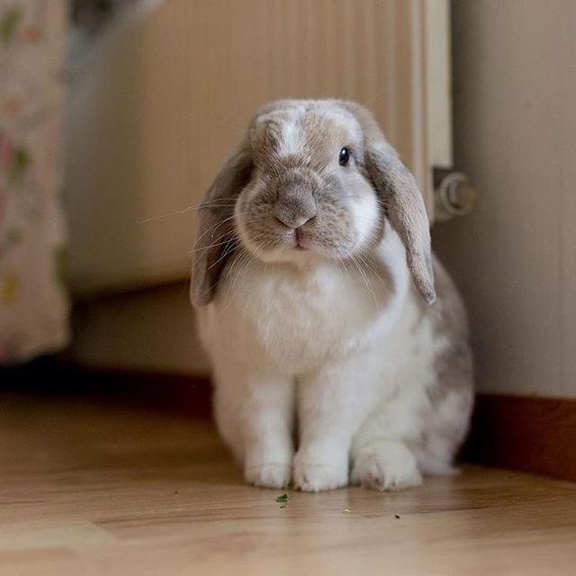 กระต่ายเฟรนซ์ลอป 5 เดือน 2