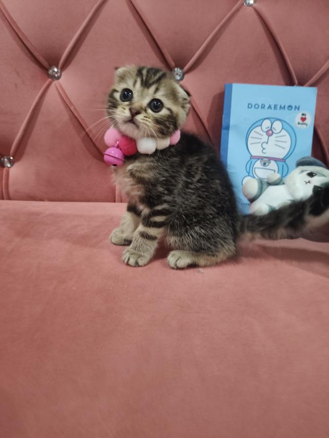 เด็กชาย หูพับ  พร้อมย้ายบ้าน🏡😍😻 รูปที่ 2