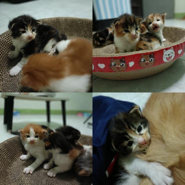 ลูกแมวเมนคูน สายพันธุ์แท้