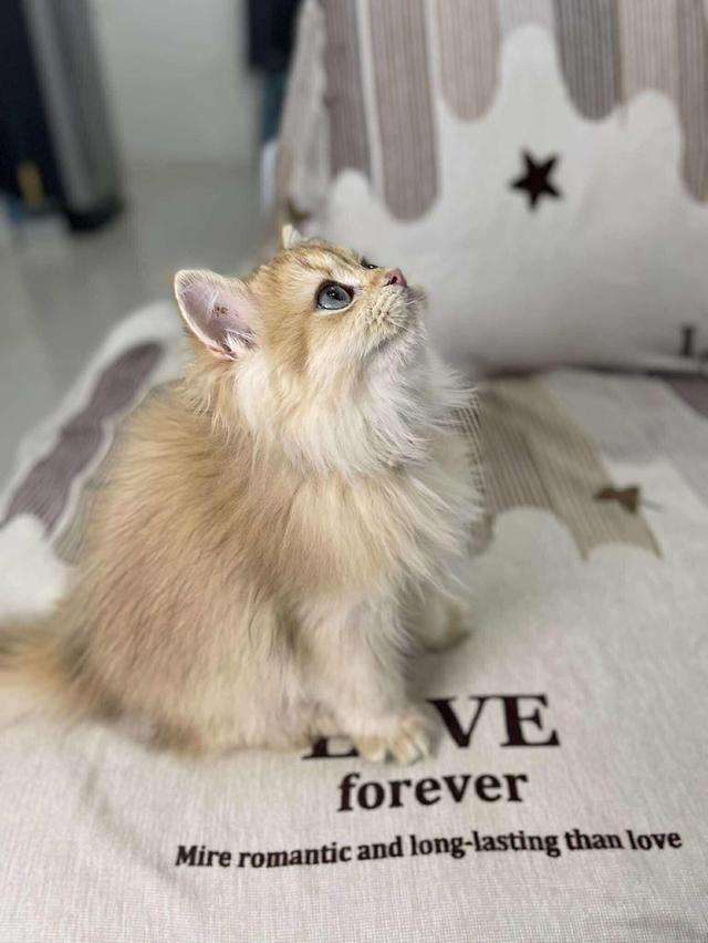 British Longhair WCF 2