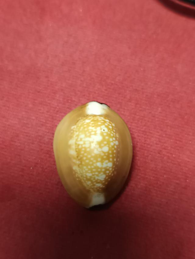 เบี้ยแก้เบรเยแก้เบี้ยแก้