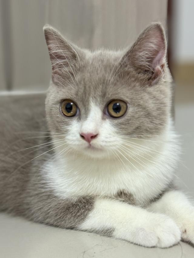 แมว British shorthair ติดจอง