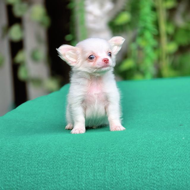 Chihuahuaขนยาว เด็กชายเทนเทน