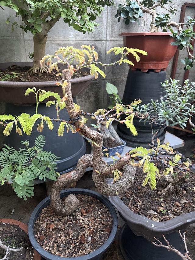 มะขามดัดบอนไซ ทรงบิด 2