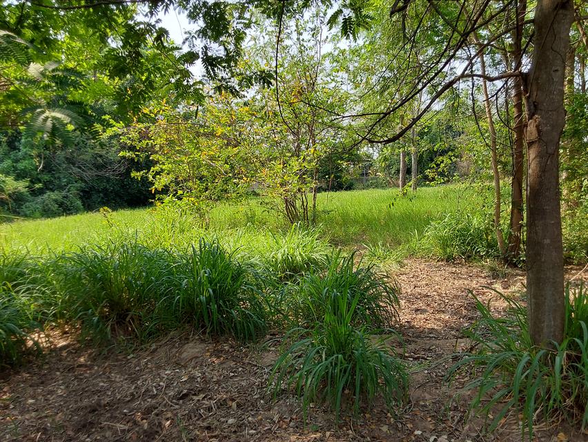 ที่ดินขอนแก่น 3 ไร่ 264ตร.วา 490,000บาท/ไร่ โซนท่าพระ-ดอนหัน อ.เมือง 7