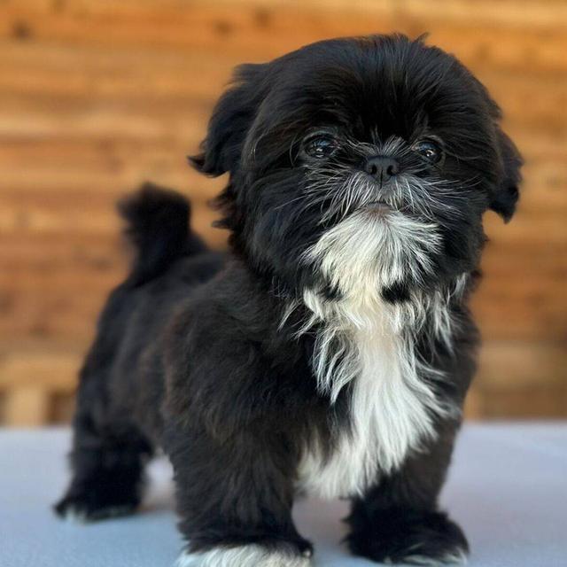 Shih Tzu Puppies WhatsApp me : +66 63 826 3042 รูปย่อยที่ 3