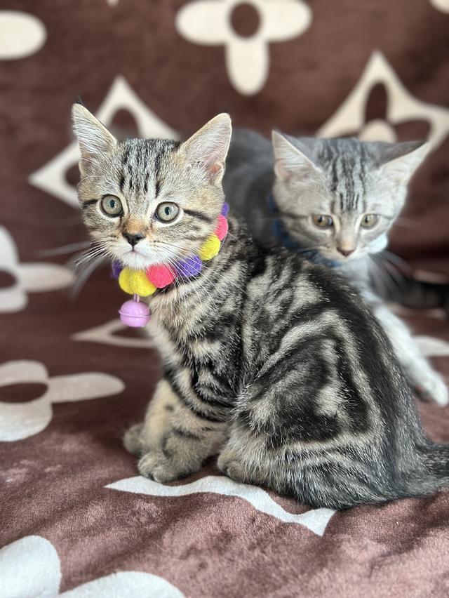 (ช) แมวสก็อตติชผสมเปอร์เซีย