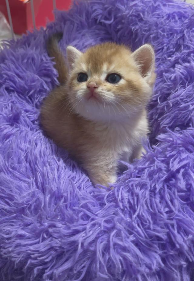 แมว British shorthair  3