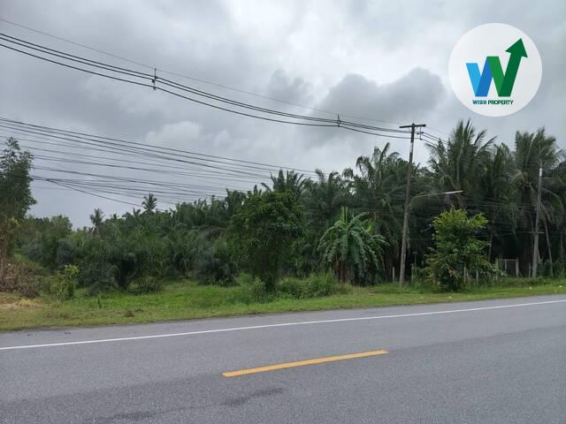 สวนปาล์มพร้อมทำต่อได้ทันทีในควนขนุน 7