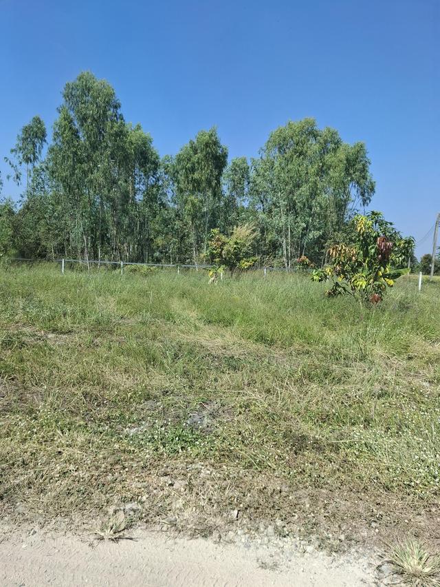 ที่ดินเปล่า 2 แปลงติดกัน หน้าติดถนนซอยบ้านดอนแต้วพัฒนา ต.พิกุลออก อ.บ้านนา จ.นครนายก 4