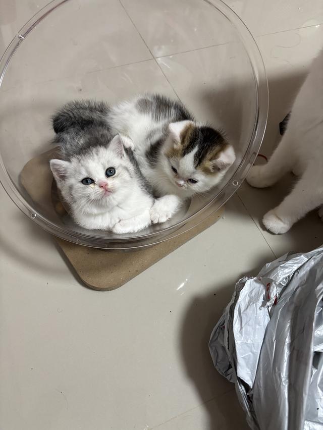 แมวบริติช British shorthair รูปที่ 6