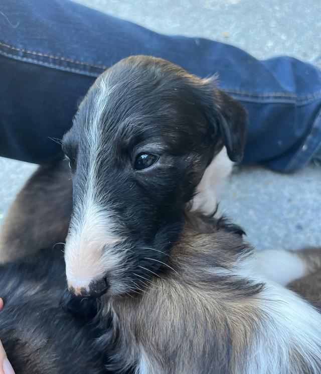 ขายลูกสุนัข Borzoi 2