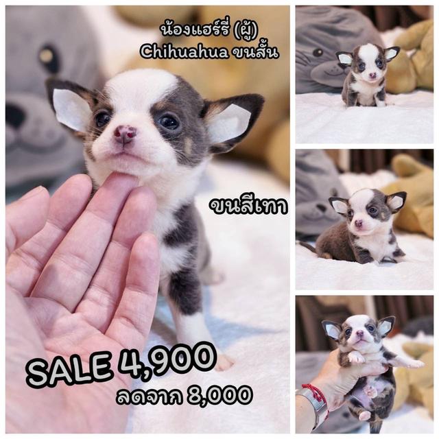 ชิวาวาขนสั้น เพศผู้ ขนสีเทา พิกัดรามอินทรา