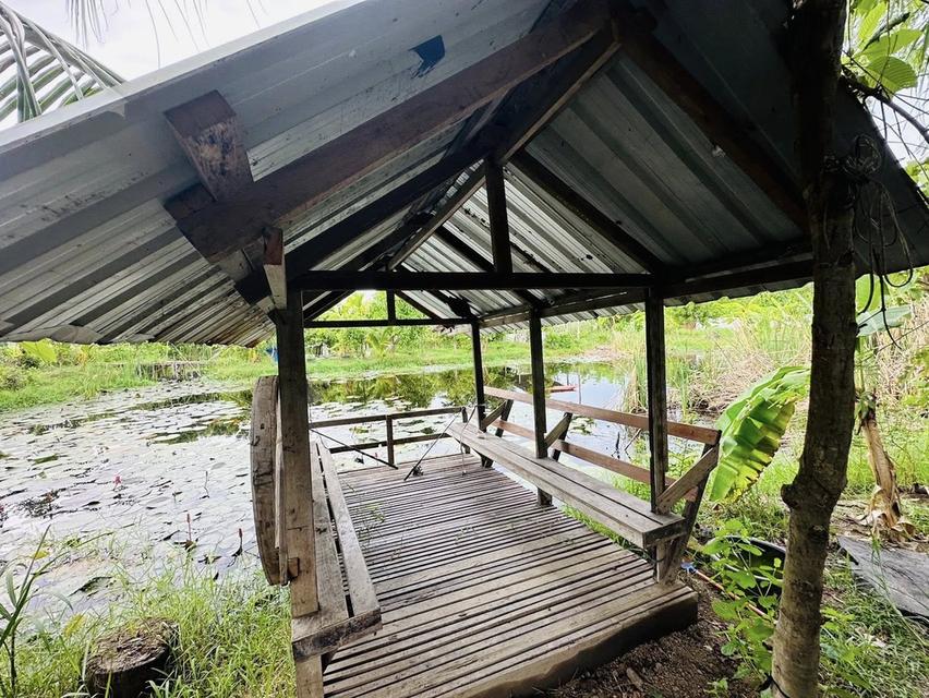 ขายด่วน บ้านสวนคลองสามวา กรุงเทพ พื้นที่ 2 ไร่ 13
