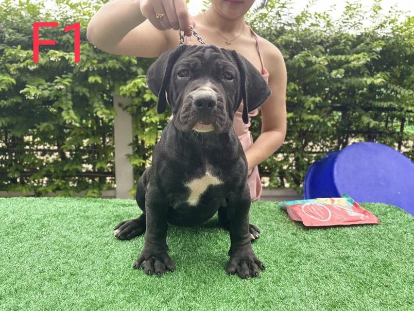 น้องๆลูกครึ่งบัวโบว์และคอนเซ็ปด็อก 100% พร้อมใบชิบส่งฟรีถึงบ้าน