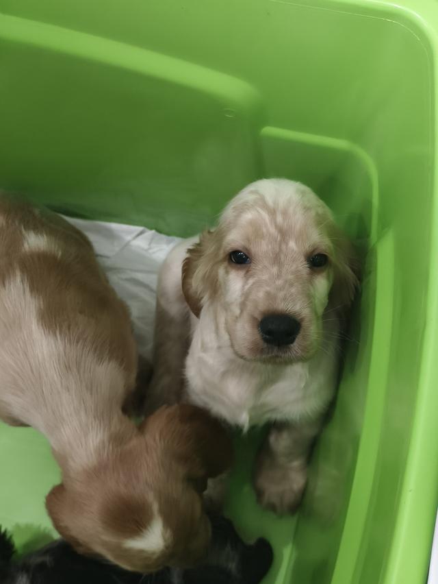 สุนัขพันธุ์อิงลิชค็อกเกอร์สเปเนียล