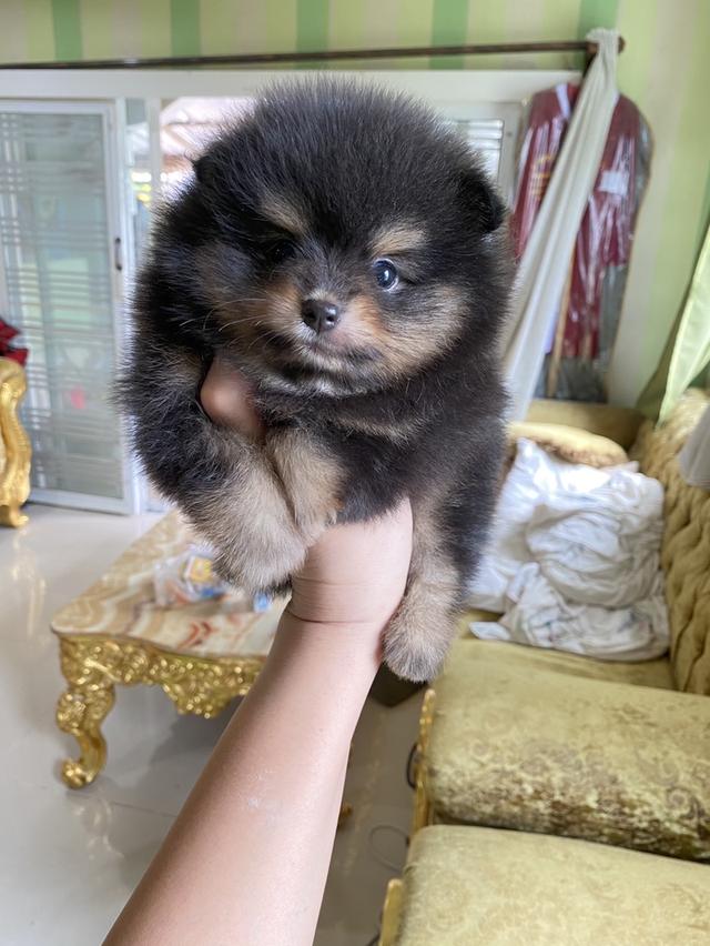 ปอมแท้ มีหลายตัวให้เลือก  9
