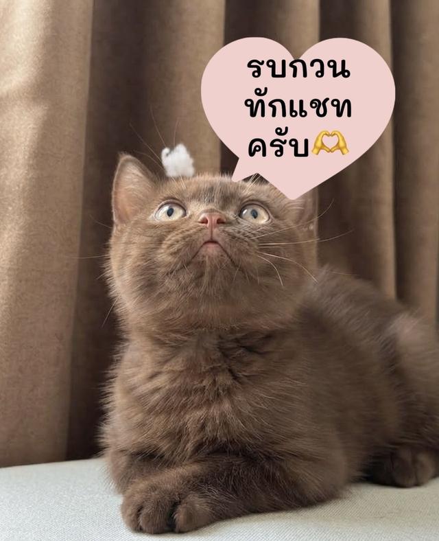 มันช์กิ้นขาสั้นสีชินนาม่อน 25,00พร้อมมย้ายเด็กกทม.