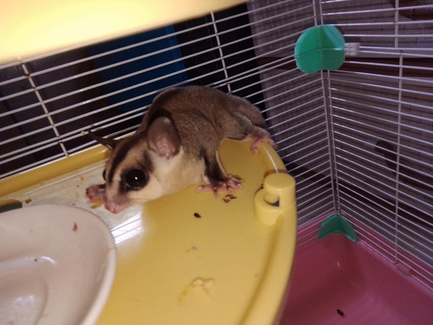 Sugar Glider อายุ 8 เดือน ราคาดีมาก 4