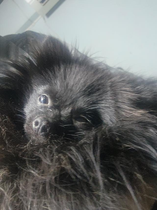 น้องปอม ทีคับ 1.5โล ครับขนดีแน่นหน้าตาหวานน่ารีกครับ