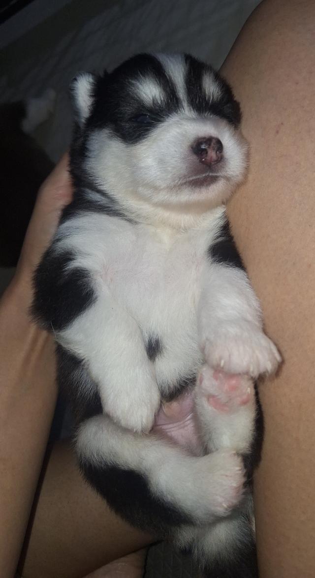 ไซบีเรียน 10