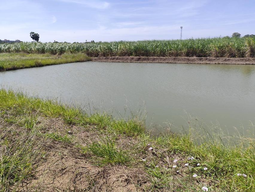 ขายที่ดินเปล่า แปลง 1-9 ไร่แปลงสวย อากาศดี มีบ่อน้ำใส แบ่งได้ ที่ใกล้หอพัก นกฮูกเก้า ม. เกษตร กำแพงแสน นครปฐม 3