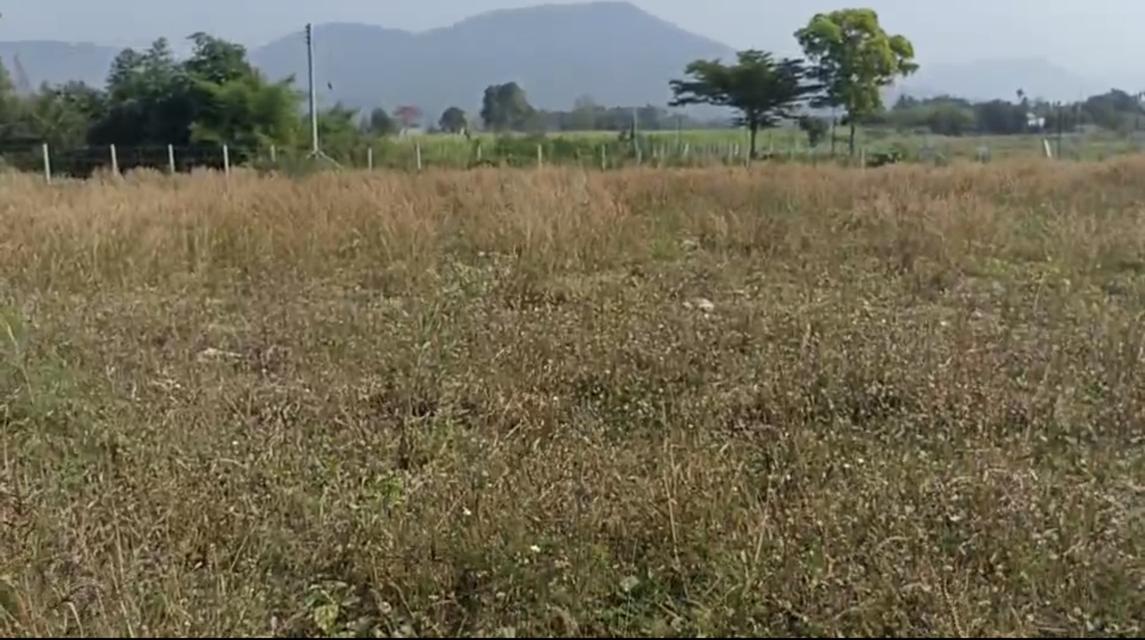 ที่ดินวังไทร-ปากช่อง วิวเขายายเที่ยง ล้อมรอบวิวเขา 2