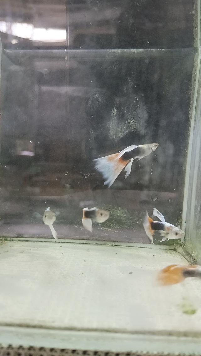 ปลาหางนกยูงตัวละ5บาท รูปที่ 20