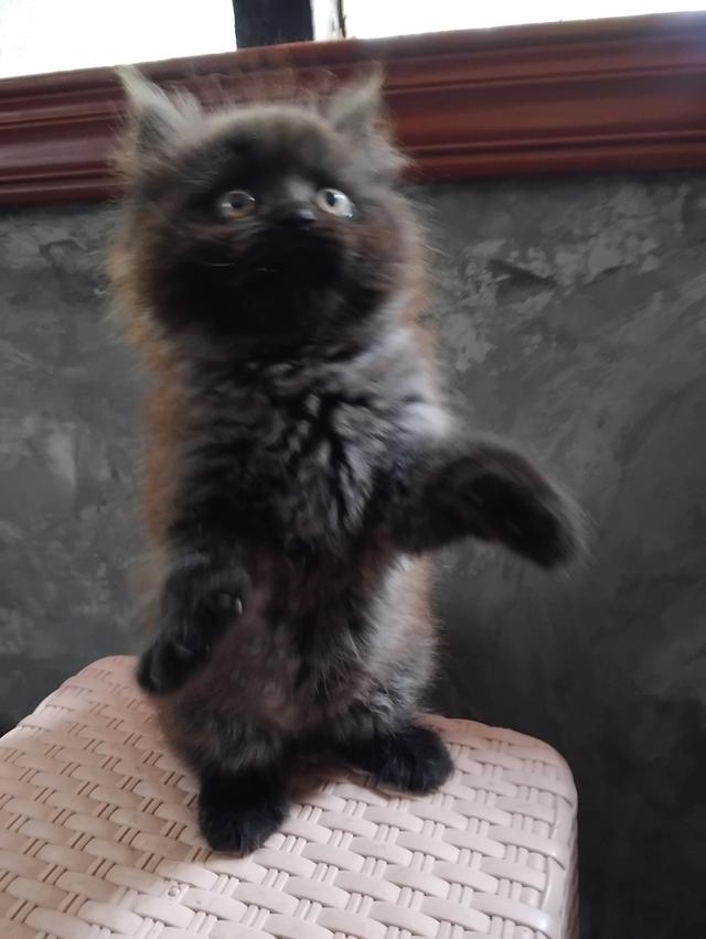 น้องเเมว เปอร์เซียเพศเมีย อายุ2เดือน