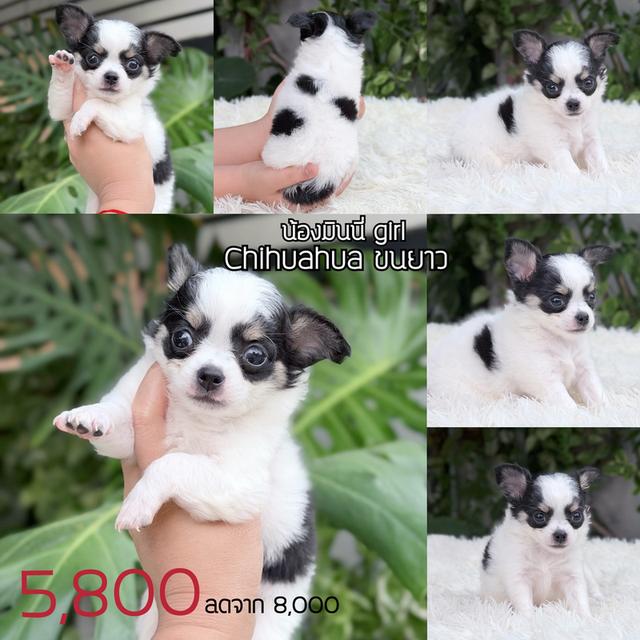 ชิวาวาแท้ ขนยาว พร้อมย้ายบ้าน รูปที่ 10