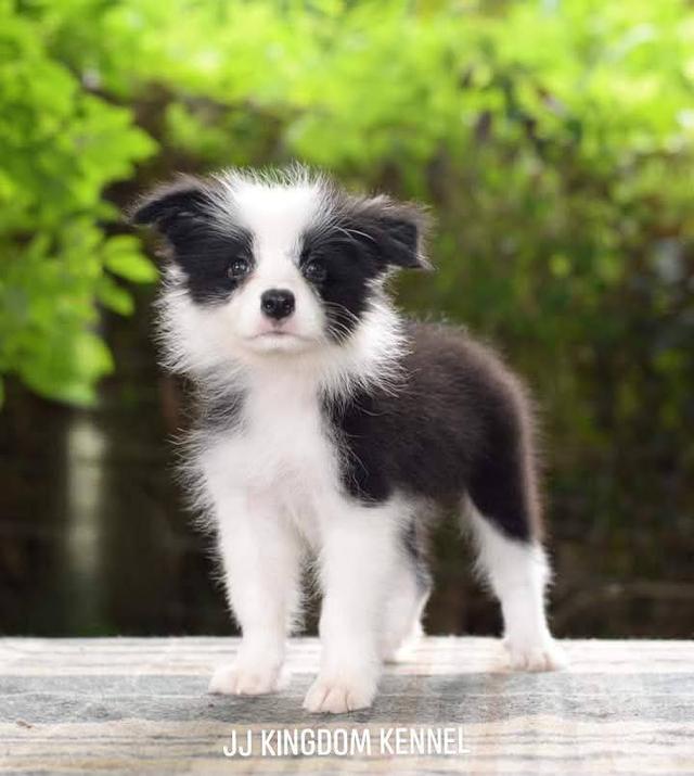 ลูกสุนัข Border Collie แท้ช 2