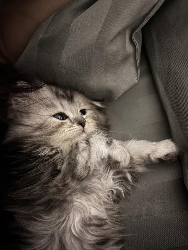 ดญ เปอร์เซีย 2 เดือน