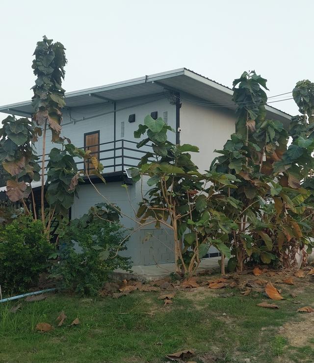 ที่ดินสองไร่พร้อมบ้านสวน 11