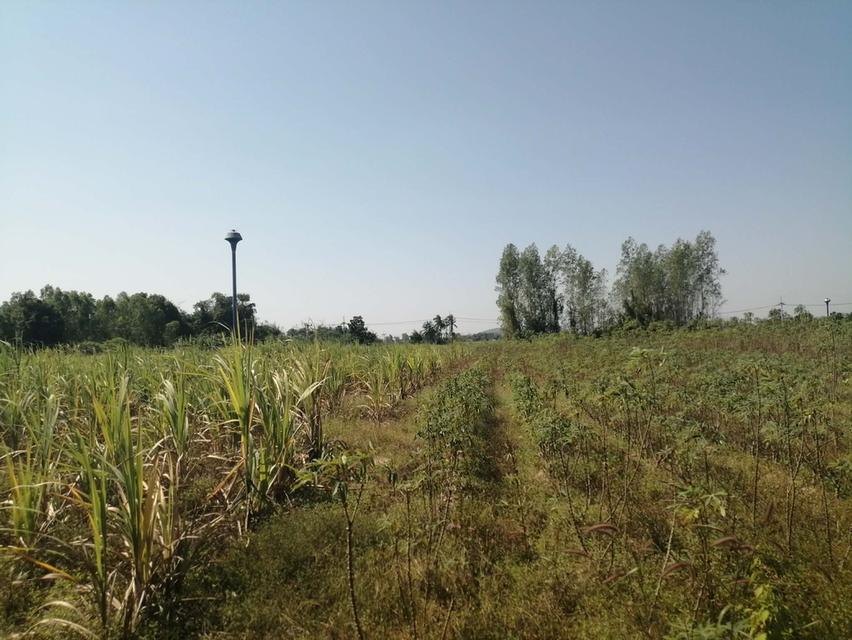 ขายที่ดิน 40 ไร่ ทำเลทอง! ใกล้โรงงาน ต.เขาขลุง อ.บ้านโป่ง เหมาะสร้างโรงงาน/ตลาด น้ำไฟพร้อม ไร่ละ 5 แสน 1