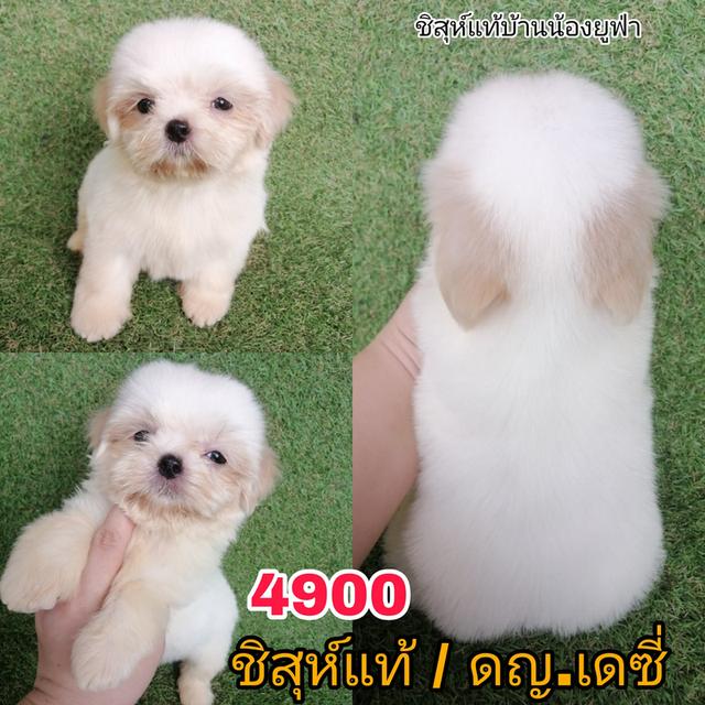 ด่วน!! ชิสุห์เเท้ 6900 ลดเหลือ เริ่มต้น 4000 สีขาวครีม สีหายาก ช.3 ญ 1  วัคซีน ถ่ายพยาธิเทสลำไส้ พร้อมย้าย รูปที่ 5
