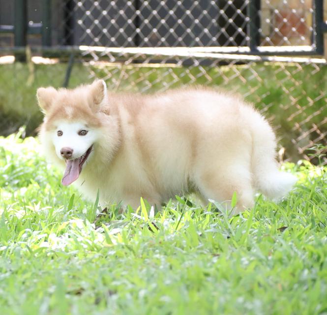 ไซบีเรียนเพศผู้ ฟอร์มหมีราคาถูก เชียงใหม่