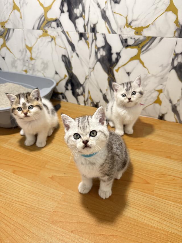 แมวพันธุ์สก๊อตติชแท้ รูปที่ 3