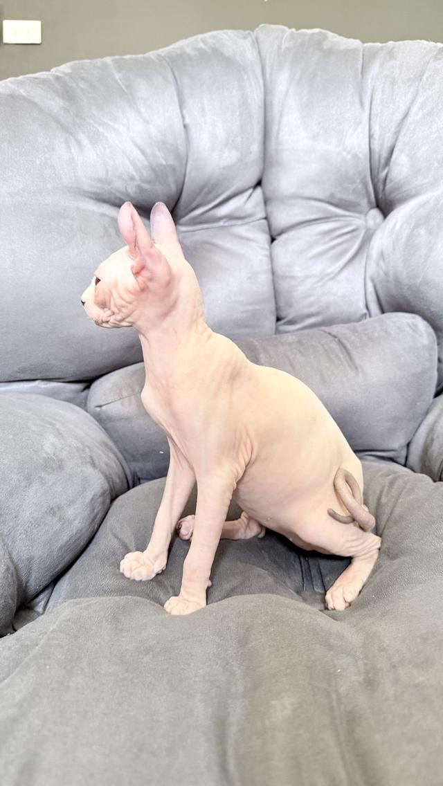 ลูกแมว สฟิงซ์ เพศเมีย Sphynx cat รูปที่ 14