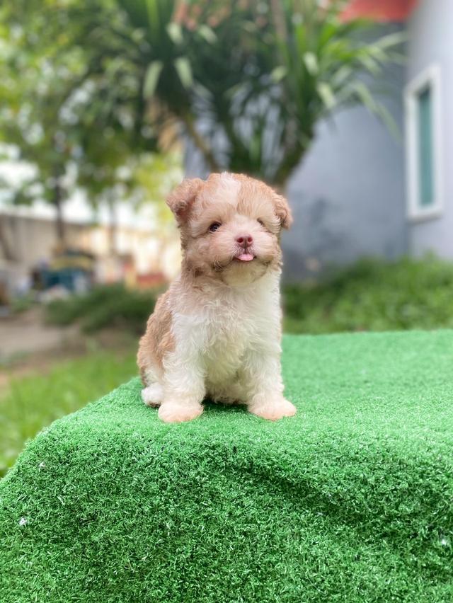 พุดเดิ้ลผสม น่ารักมาก รูปที่ 6