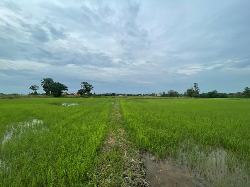 ขายที่ดินเปล่า ขนาด 24 ไร่ ทำเลทอง บรรยากาศร่มรื่น ใกล้แหล่งชุมชน ต.หัวสำโรง ฉะเชิงเทรา 7