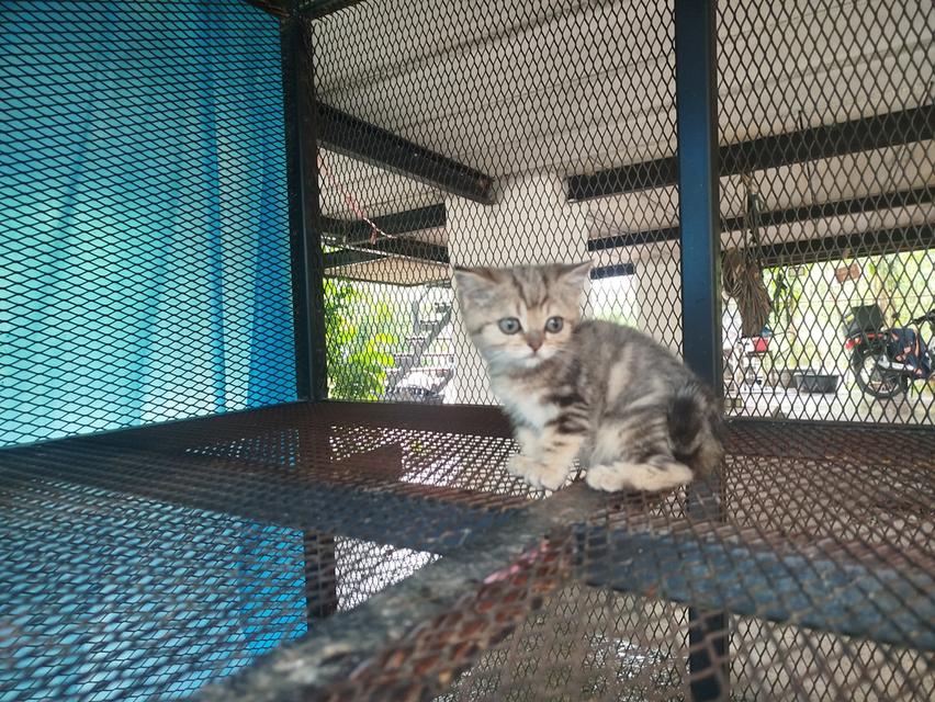 ลูกแมวสก็อตติช เลือด100 รูปที่ 3