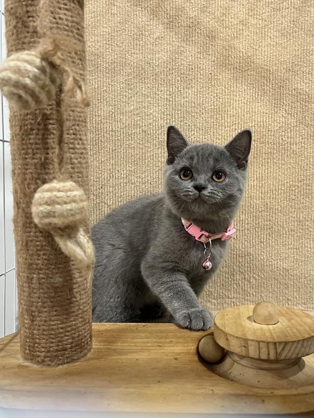ลูกแมว บริติช ช็อตแฮร์ ใบเพ็ดนอกWCF(British Shorthair)