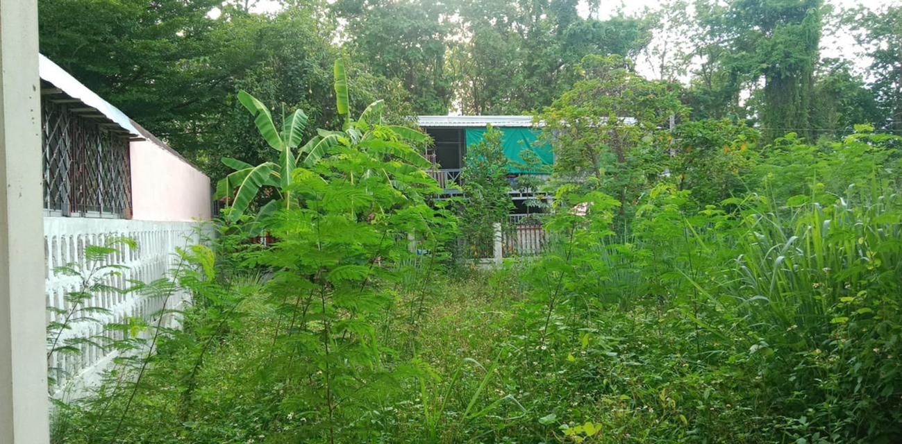 บ้านเดียว 1 ชั้น ไกล้ถนน รอบเมืองเชียงใหม่ หนองผึ้ง, สารภี , เชียงใหม่ 4