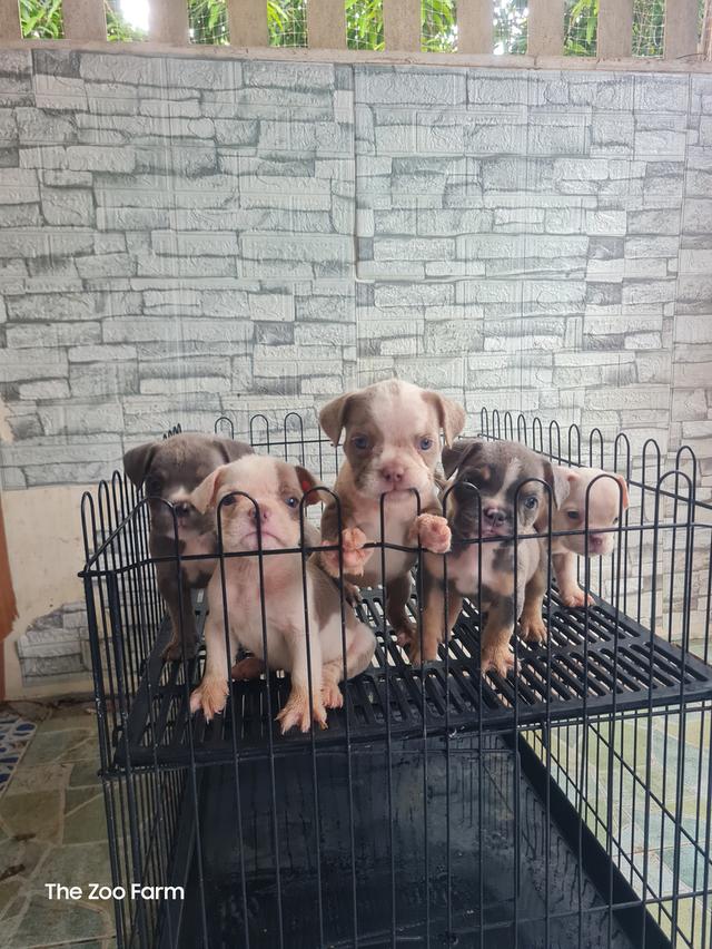 ลูก  Exotic Bully  5