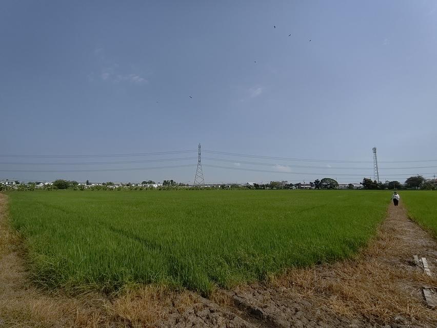ที่ดิน ซ. เกาะเกรียง อ.เมือง จ. ปทุมธานี 5