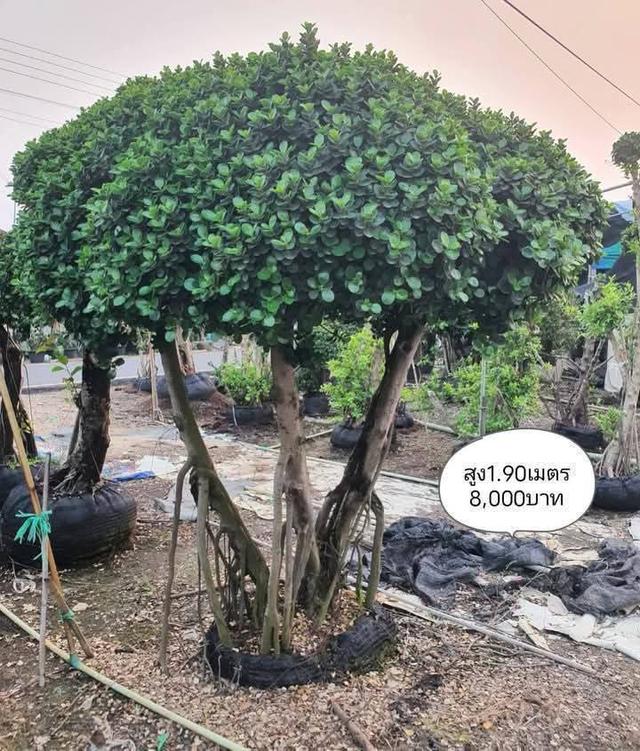 ไทรต่อยอดช้อนเงินช้อนทอง รูปย่อยที่ 3