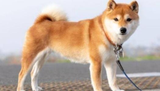 เจ้าชิบะ​ สุนัขสัญชาติญี่ปุ่น 3