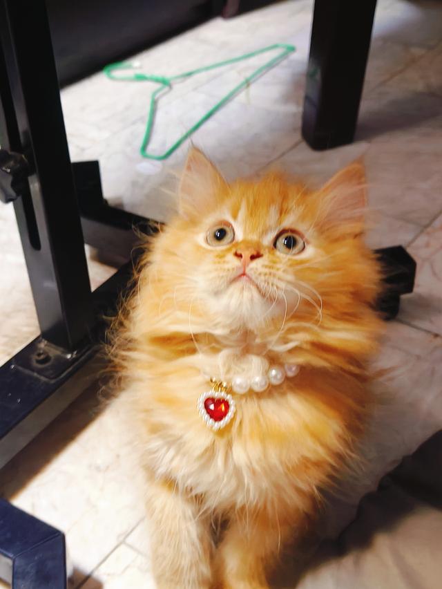 ลูกแมว Scottish Fold ขนยาว ขนนุ่มฟู หน้ากลม นิสัยน่ารัก ขี้อ้อน  สุขภาพดี เลี้ยงระบบปิด  วัคซีนและถ่ายพยาธิตามวัย  กินอาหารเองได้ เข้ากระบะทรายเป็น  ร